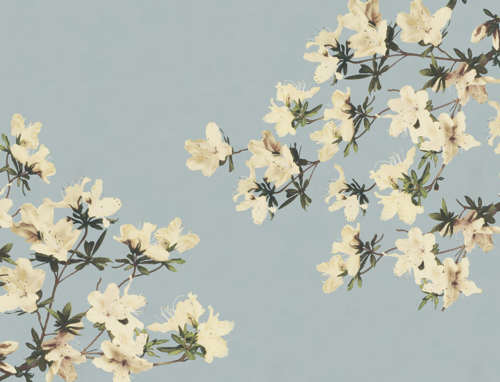 Vintage Cream & Blue Japanese Floral Wallpaper Mural
