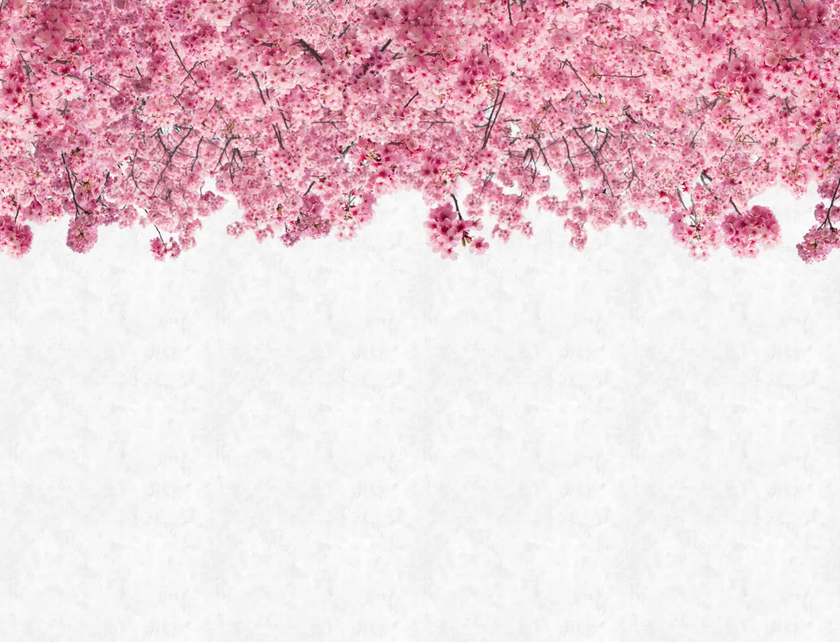 Mural de Papel de Parede Rosa Sakura Cherry Blossom