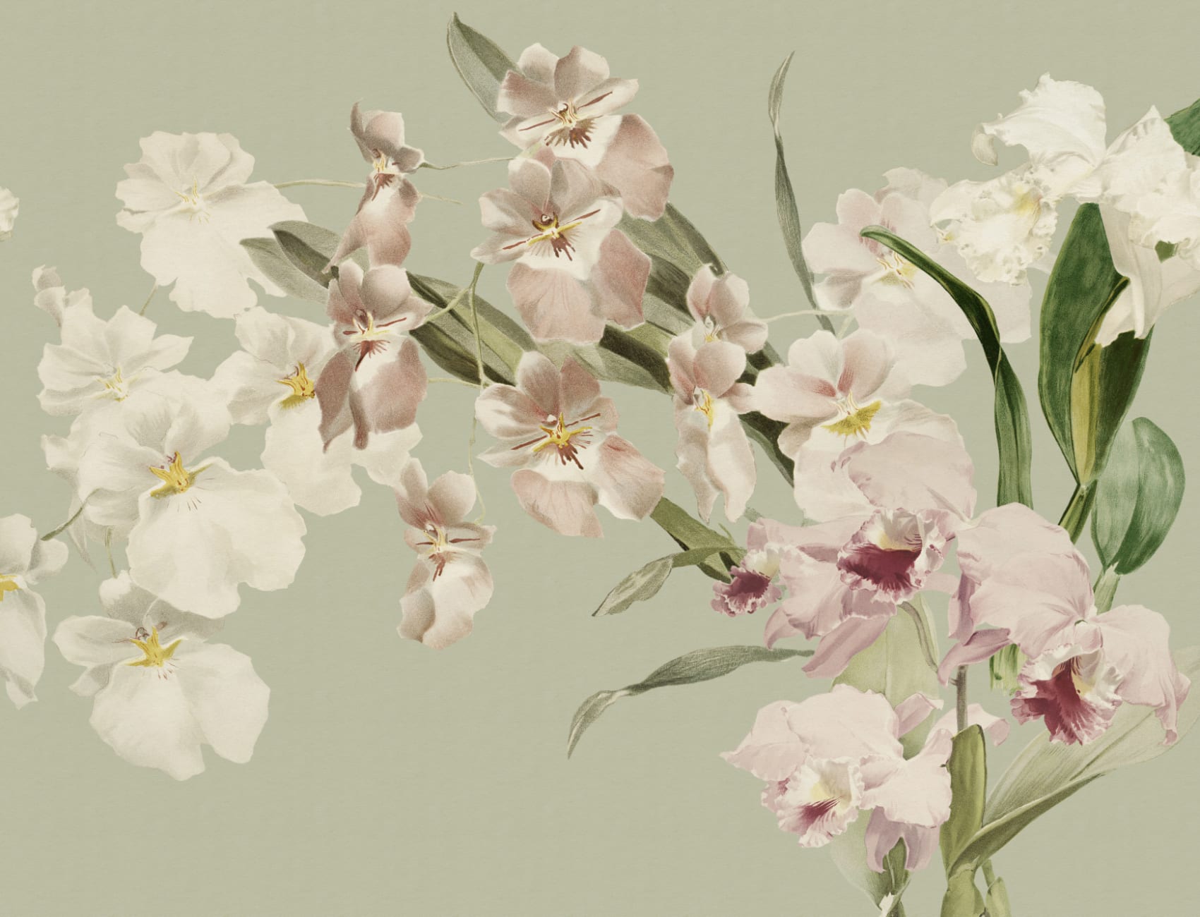 Orchid Elegance
