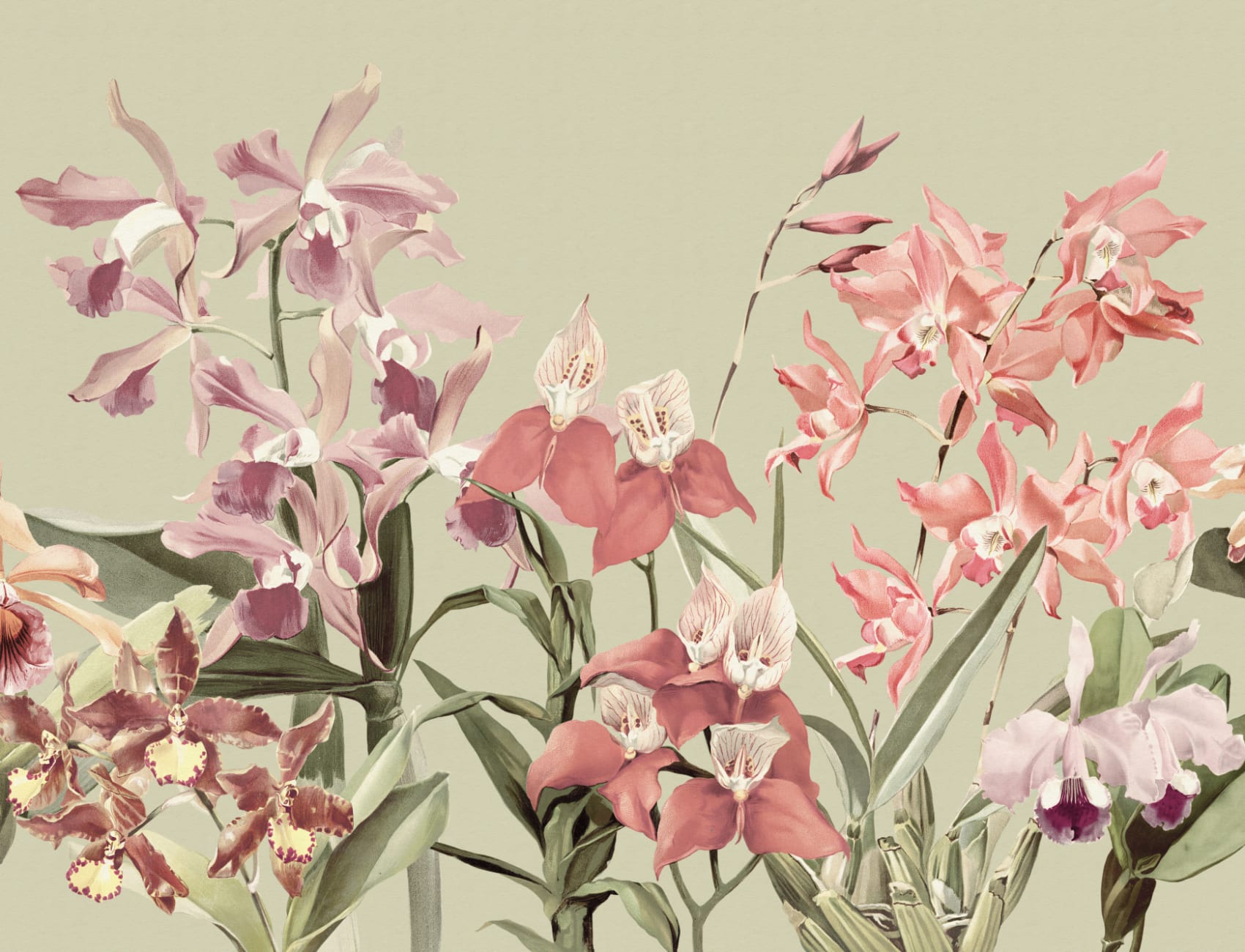 Eleganckie orchidee