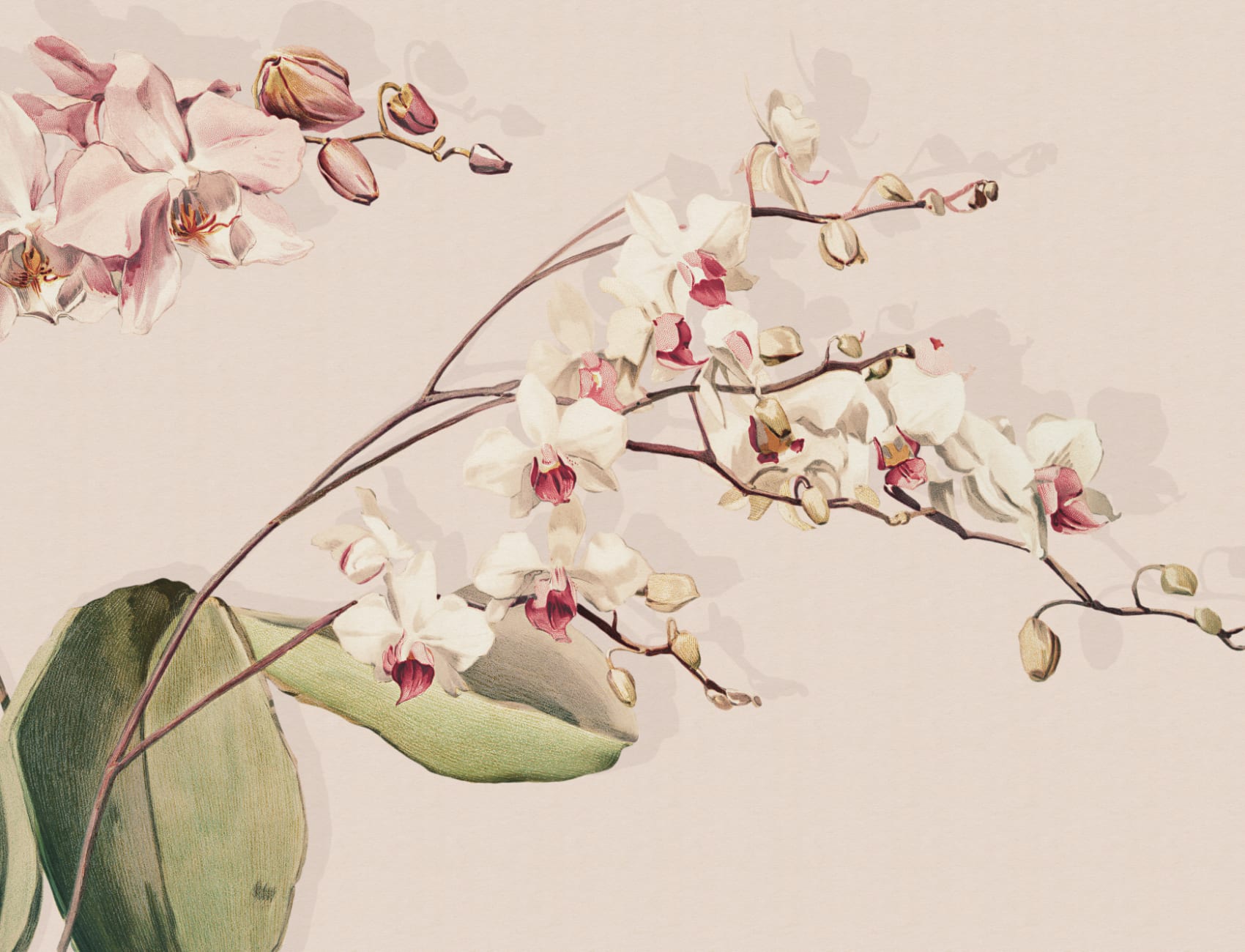 Carta da parati floreale botanica annata per spazi sereni