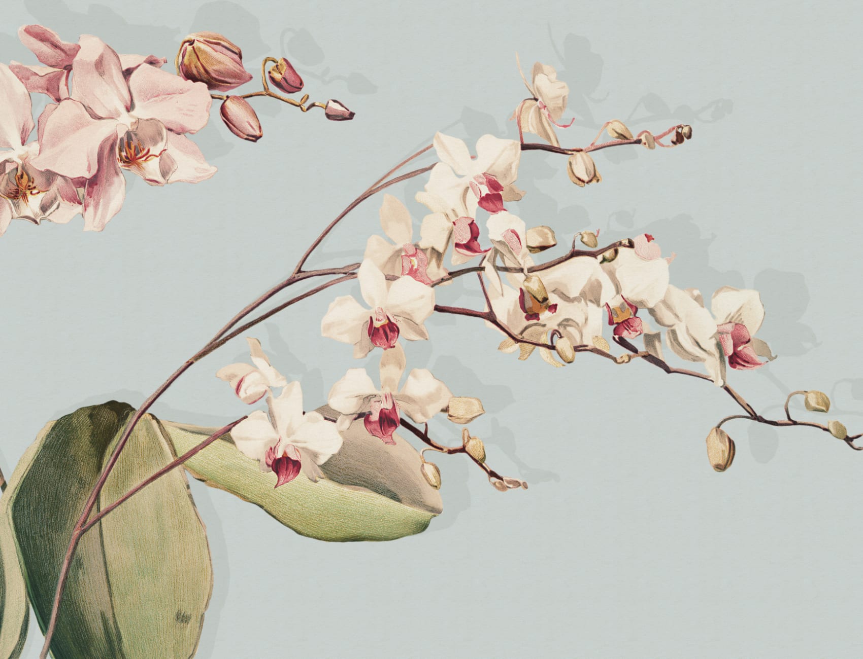 Blue Botanical Orchid Elegance Floral Nature Mural