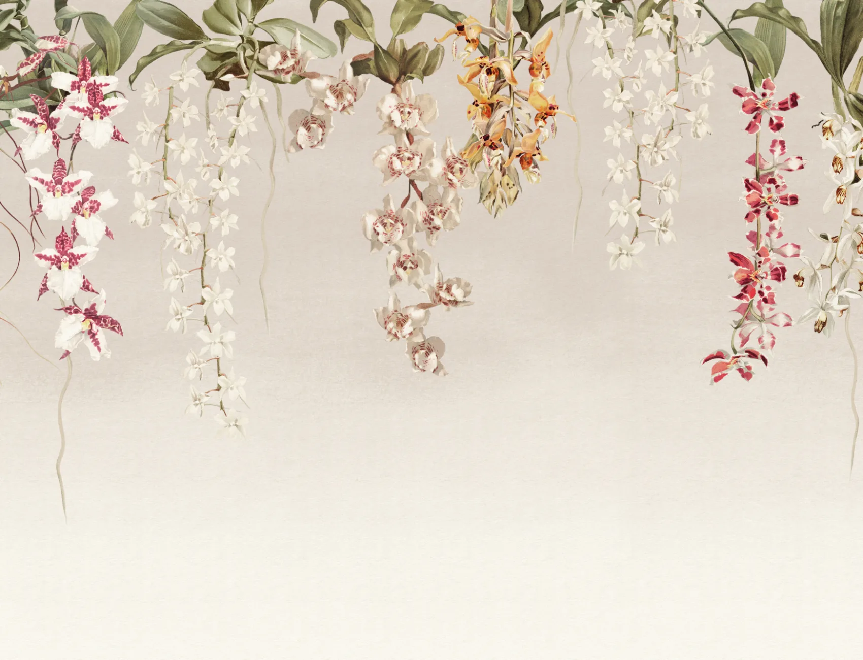 Eleganckie orchidee