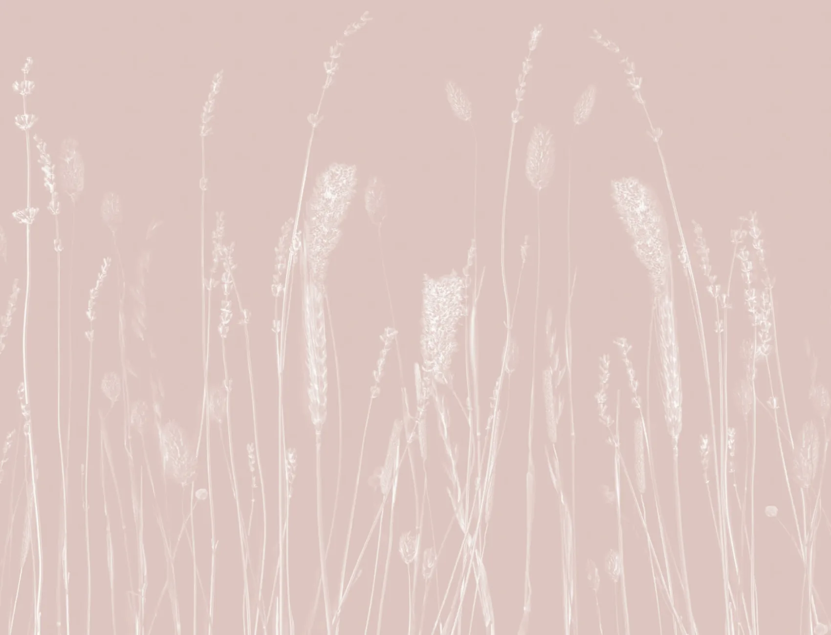 Light Pink Dried Flowers Wall Mural