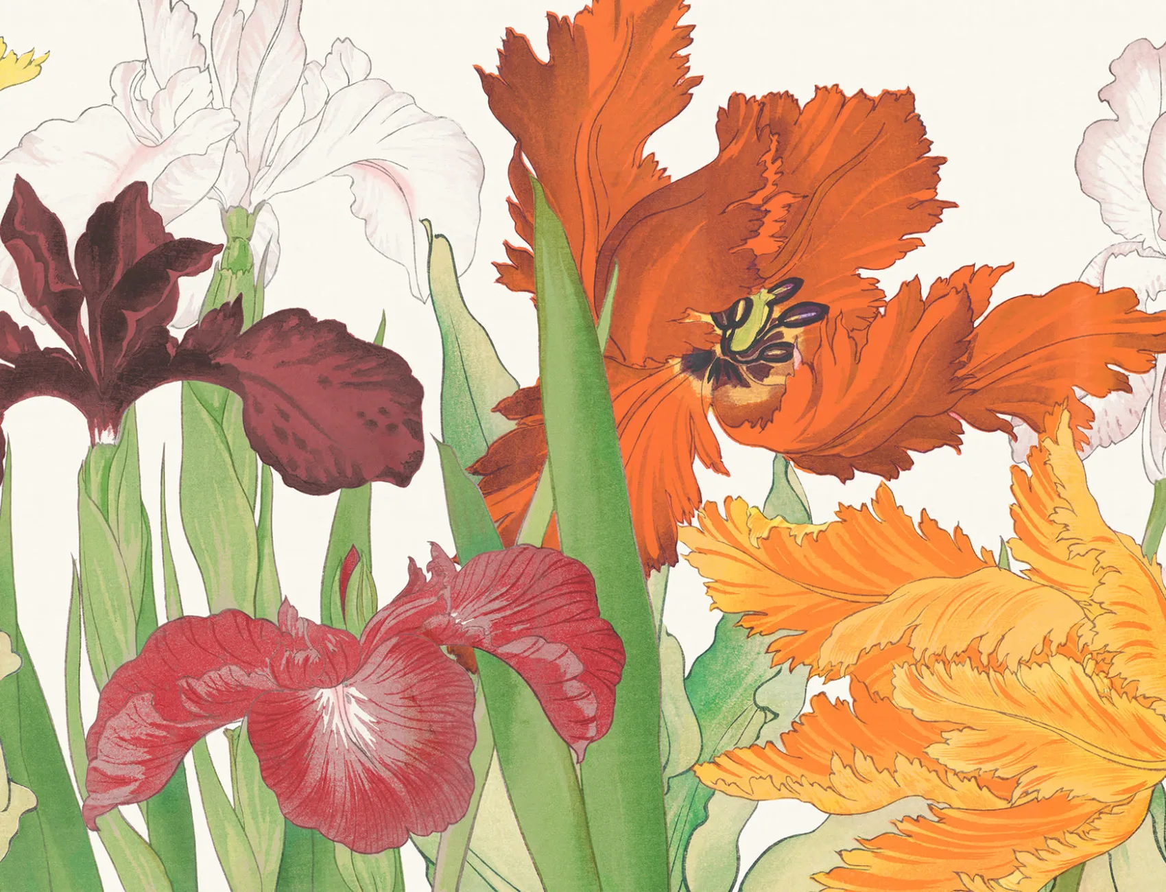 Tanigami Papagei Tulpe & Iris Rote Fototapete 