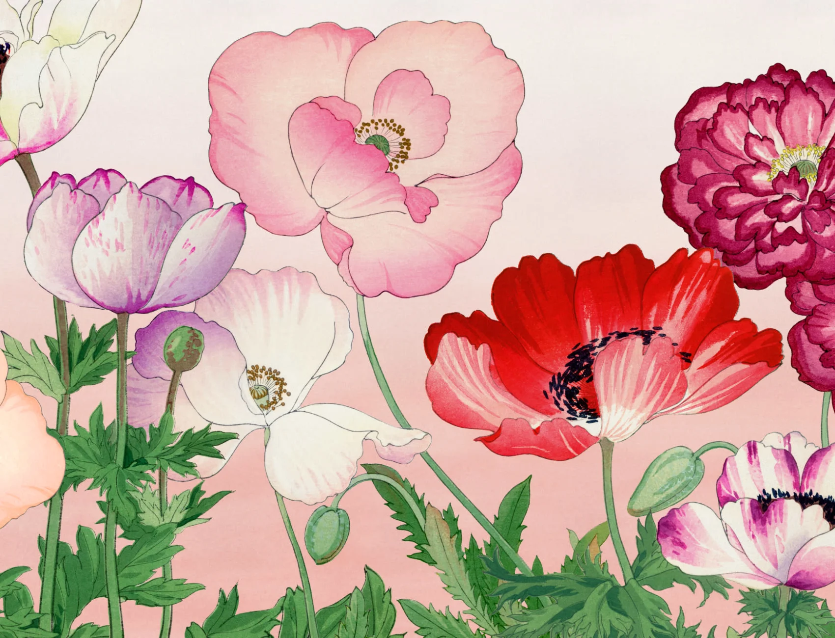 Roz Poppy japoneză acuarelă Floral Mural