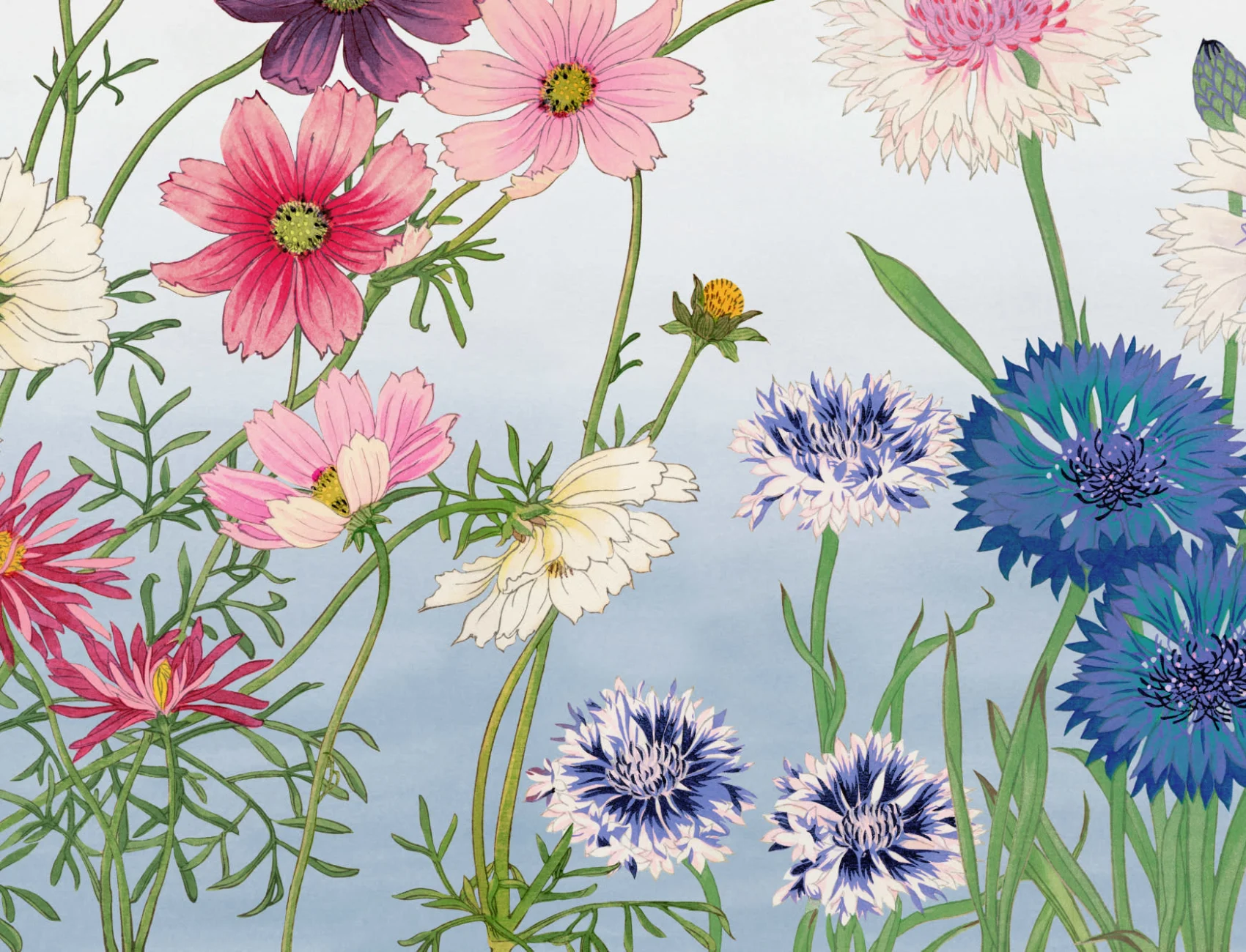 Cosmos Japanese Watercolor Floral Mural