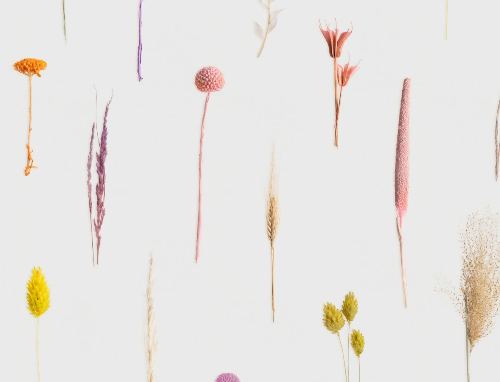 Colorful Dried Flowers Botanical Repeat Pattern Wallpaper