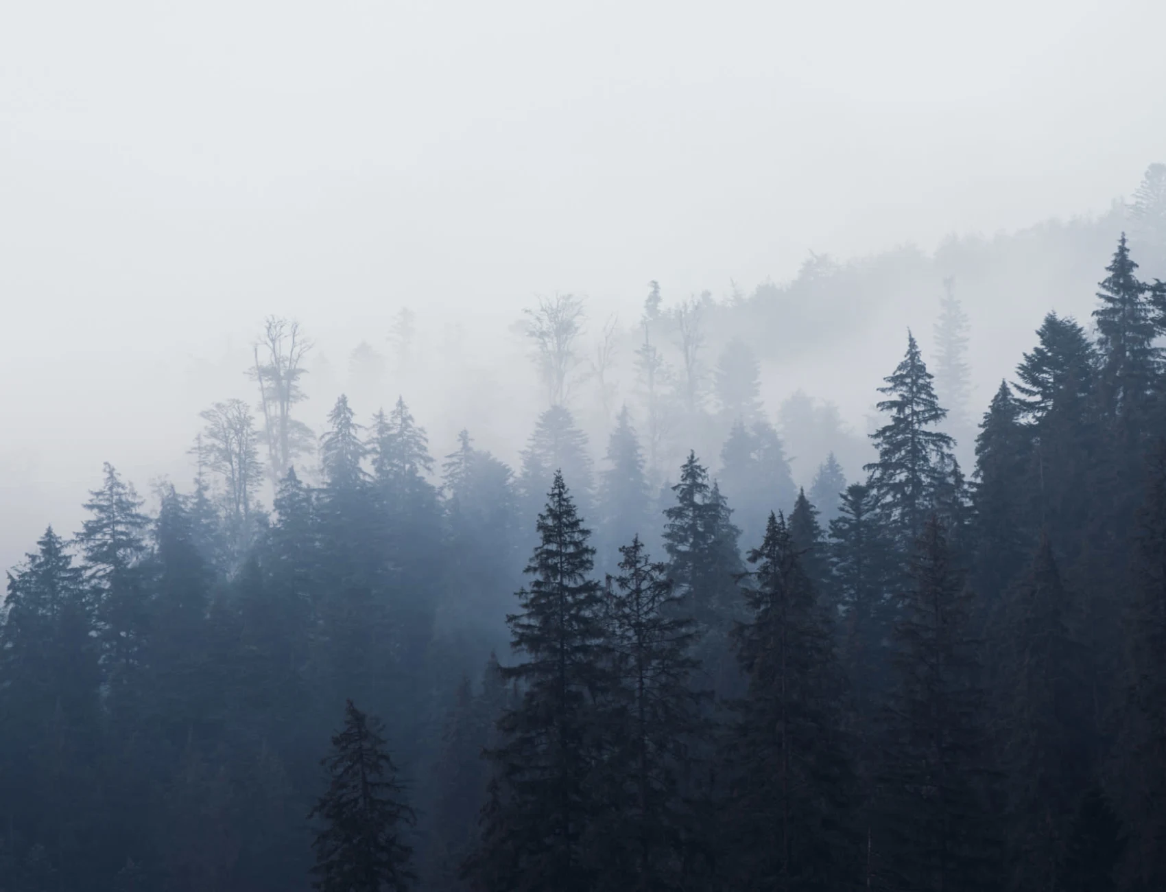 Misty Blue Ombre Forest Wallpaper Mural