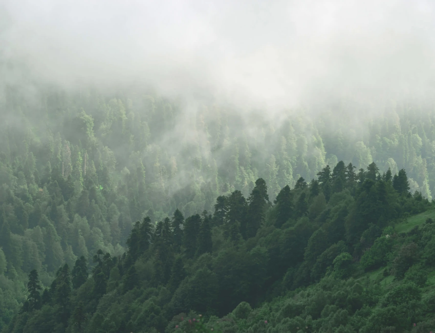 Misty Valley Forest Wallpaper Mural