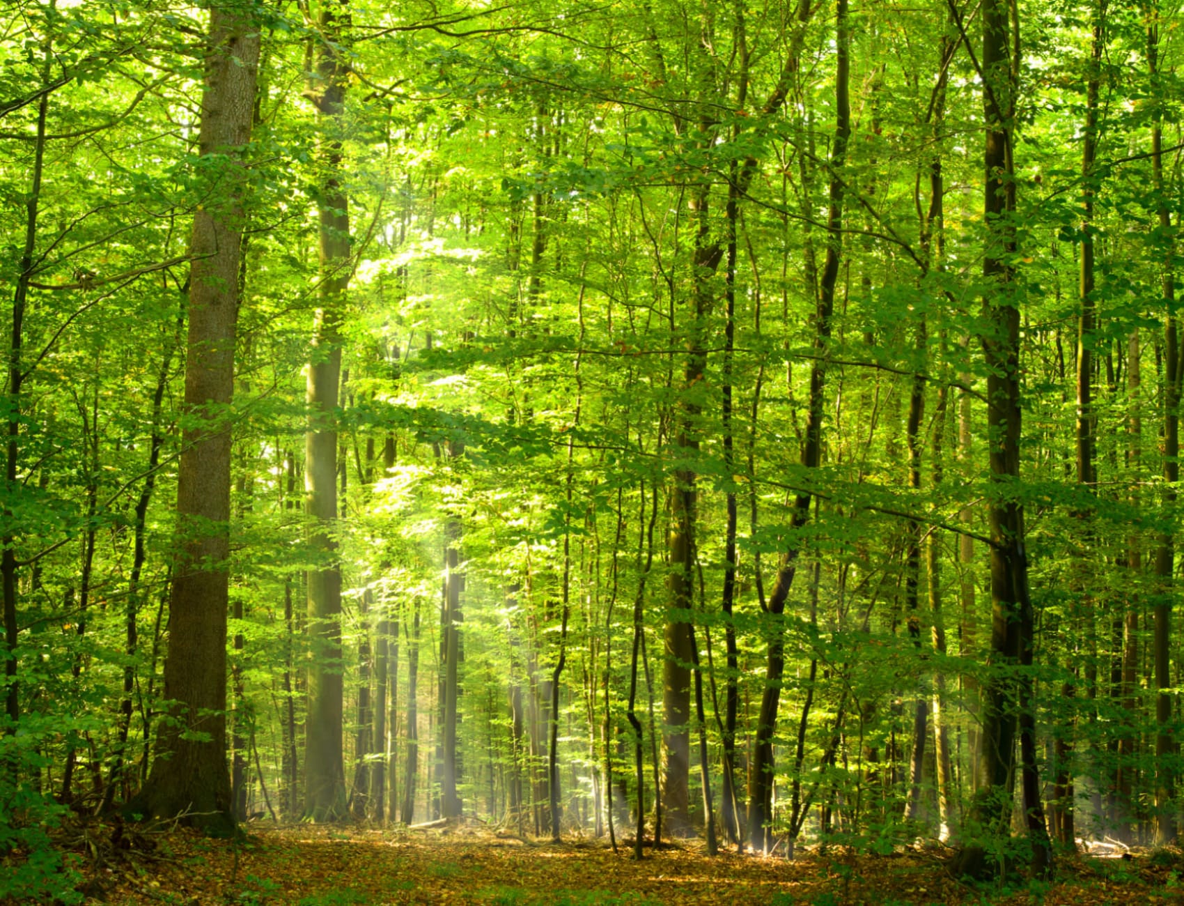 Green Light Forest Wallpaper Mural