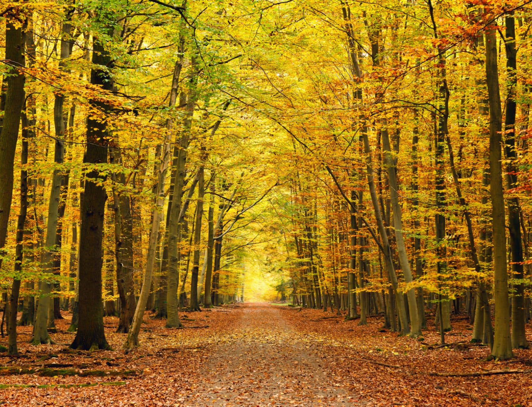 Autumn Pathway Tree Fototapet