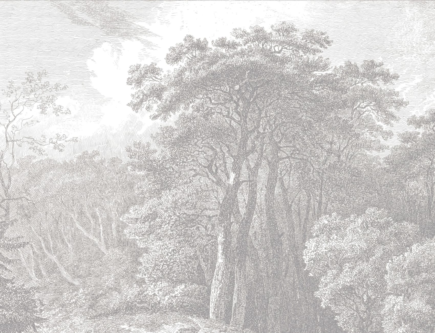 Papier Peint Panoramique avec Forêt Grise à l’Eau Forte