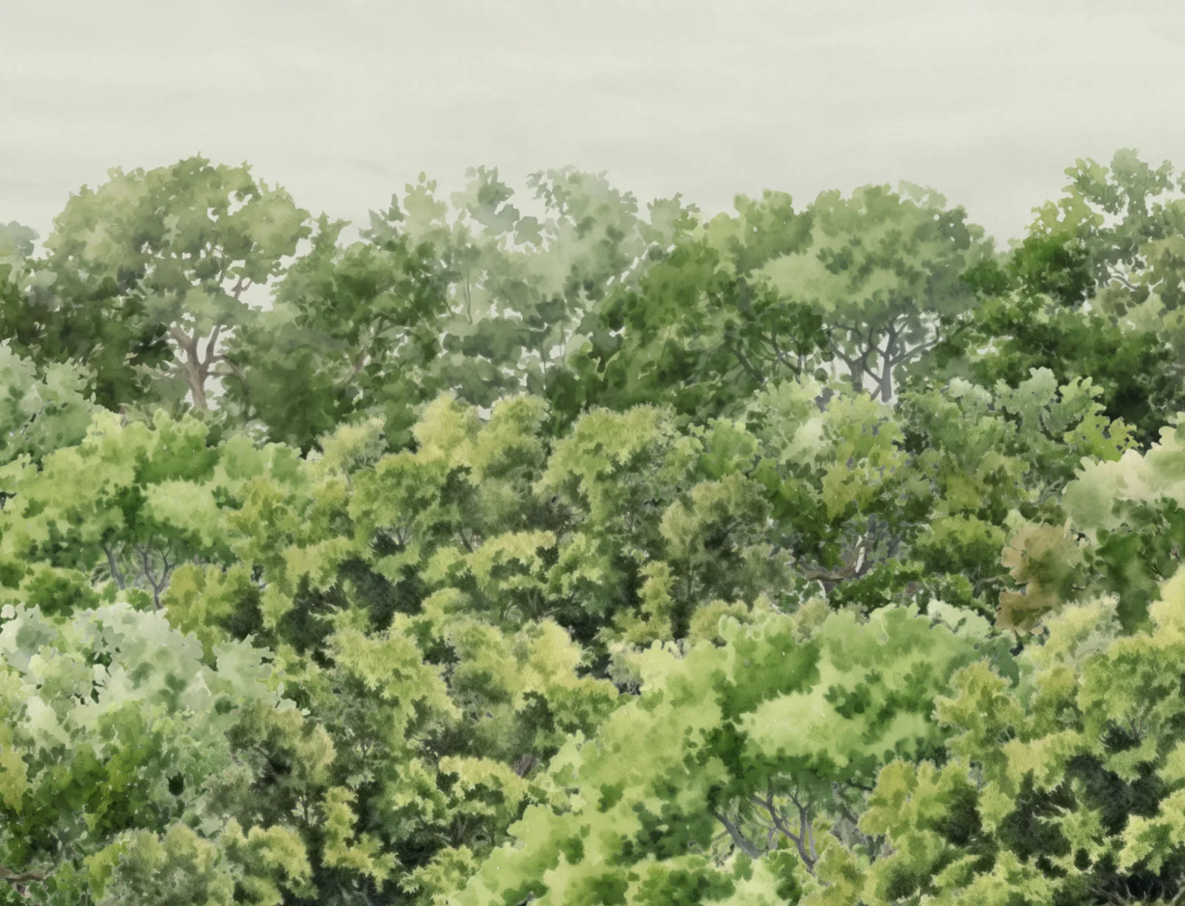 Green Buttonwood Trees Forest Wall Mural