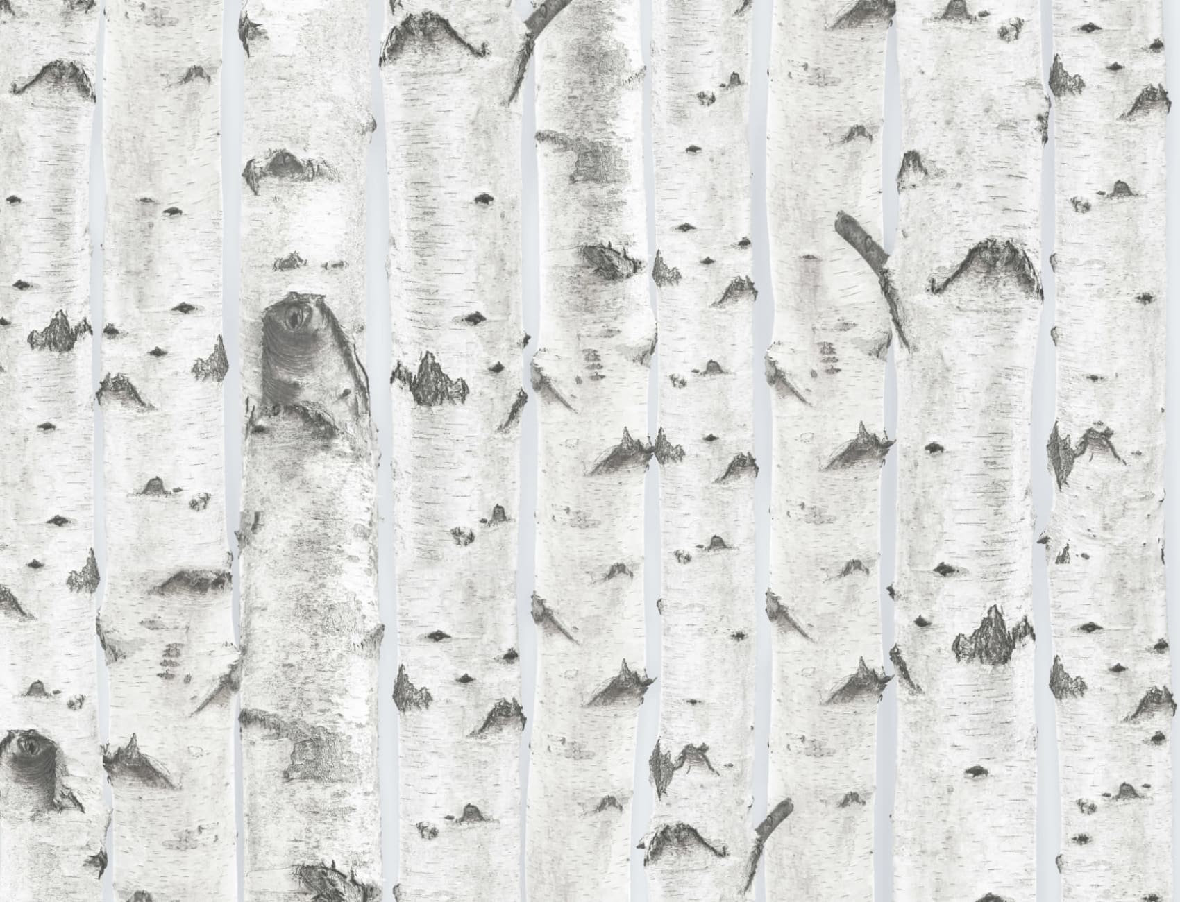 White & Blue Birch Tree Pattern Wallpaper Mural