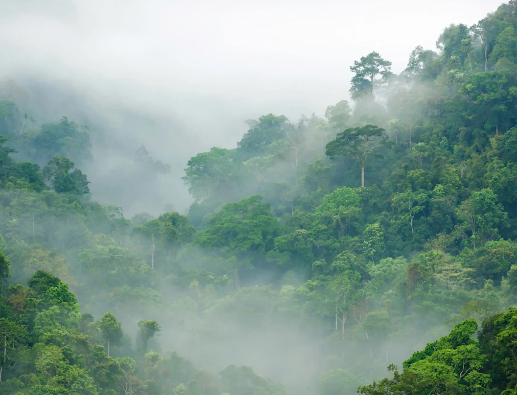 Misty Rainforest Wallpaper Mural