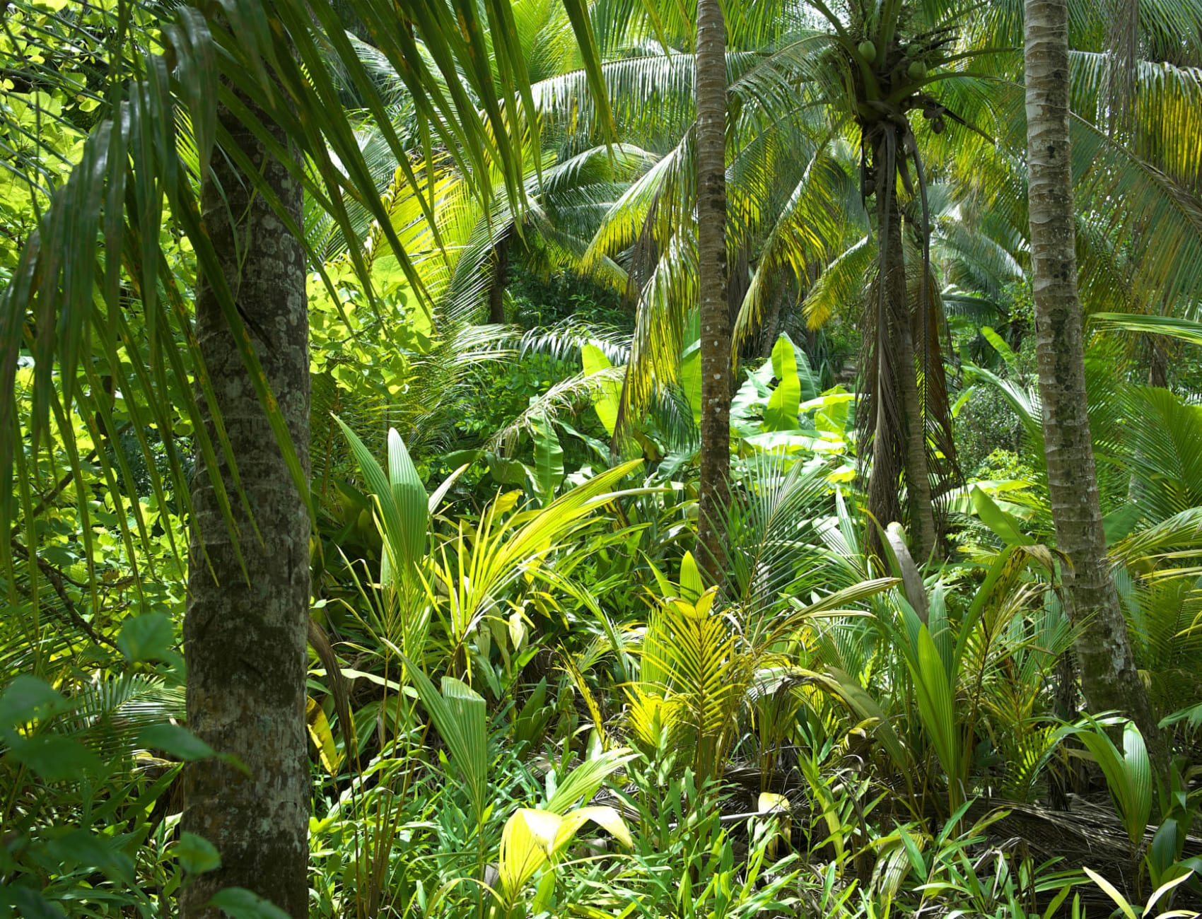 Brazilian Jungle Wallpaper Mural