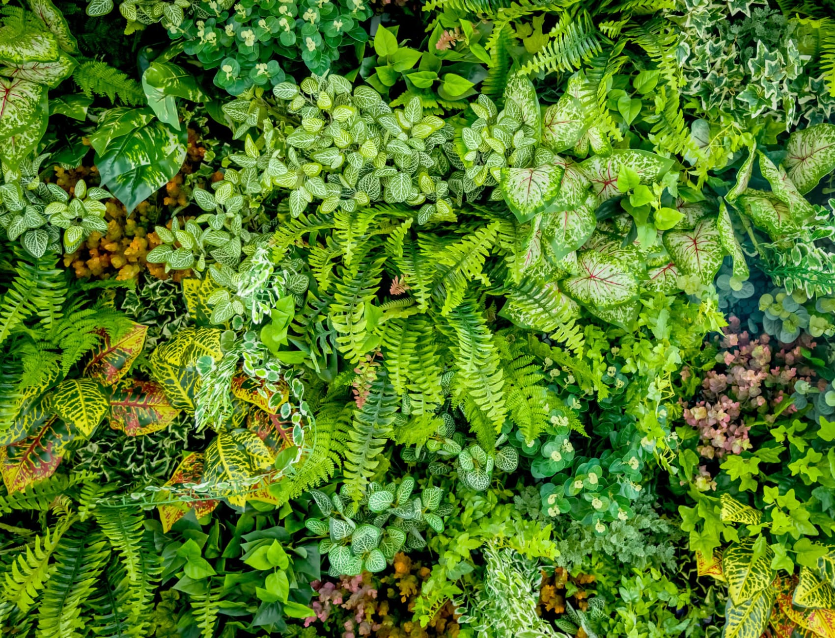 Plant Wall Leaf Wallpaper Mural