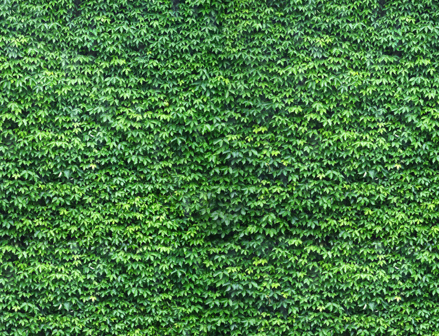 Wall of Green Ivy Wallpaper Mural