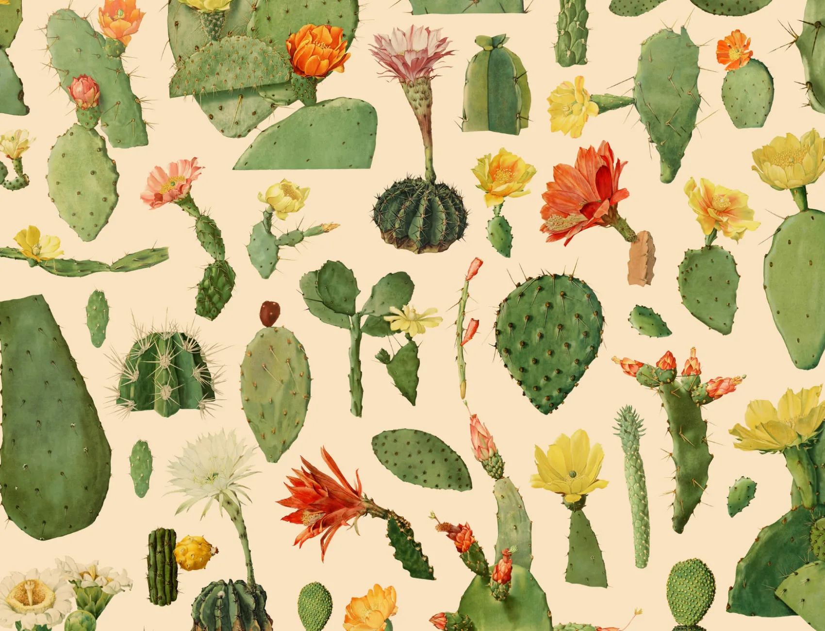 Green Cactus Succulent Pattern Wallpaper Mural