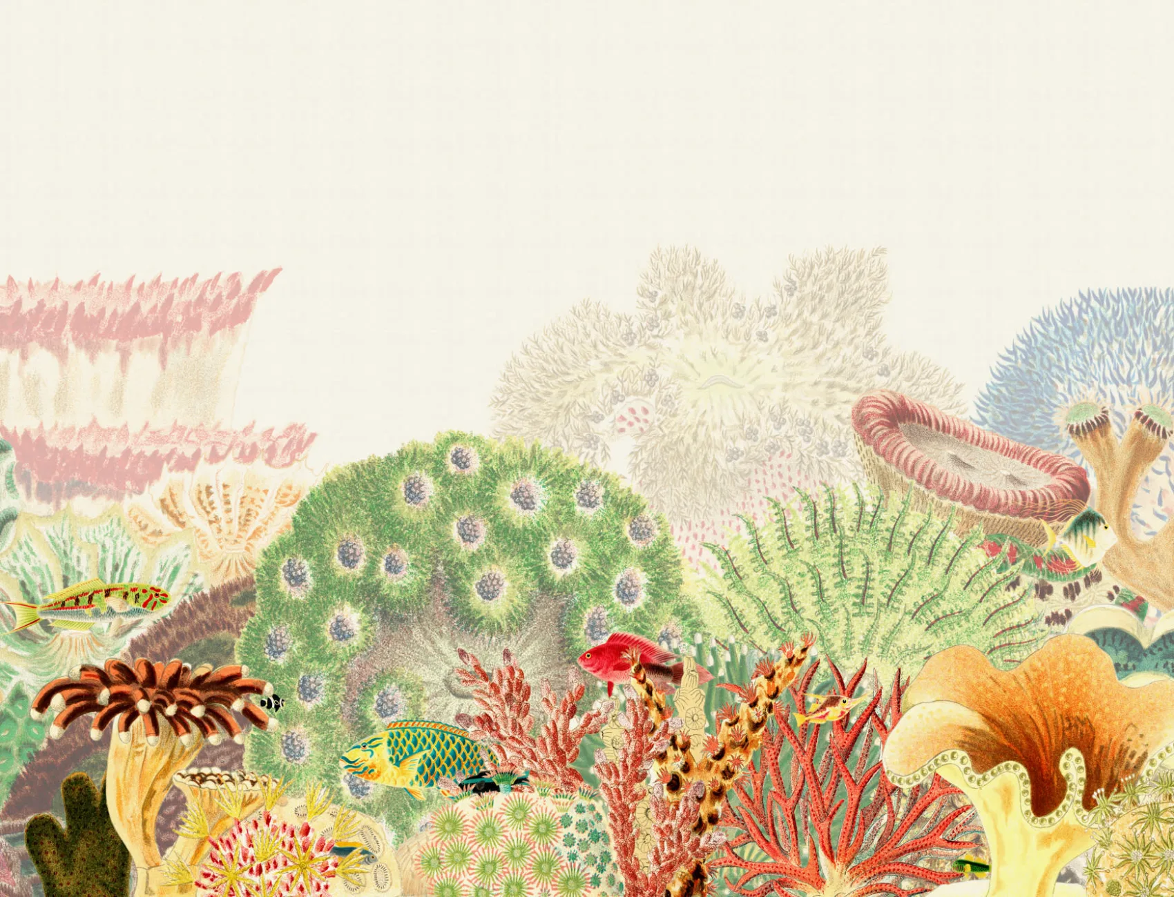 Fargerike vintage illustrasjoner Coral Reef fototapet