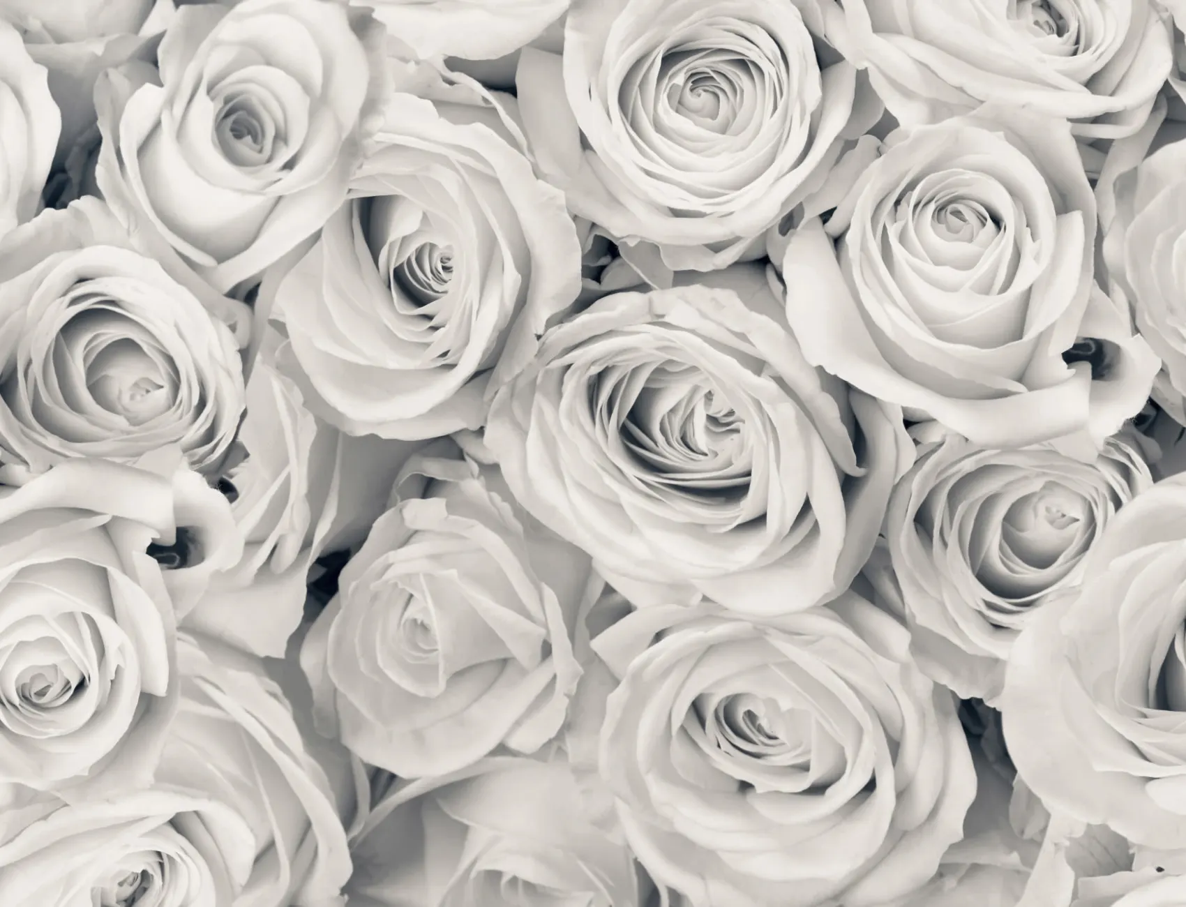 Rose Mist Wallpaper Mural