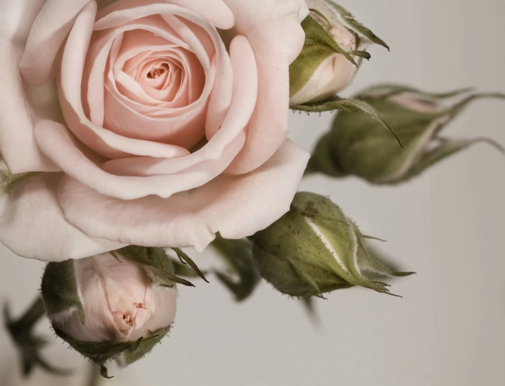 Elegant rosa kronblad rose fototapet