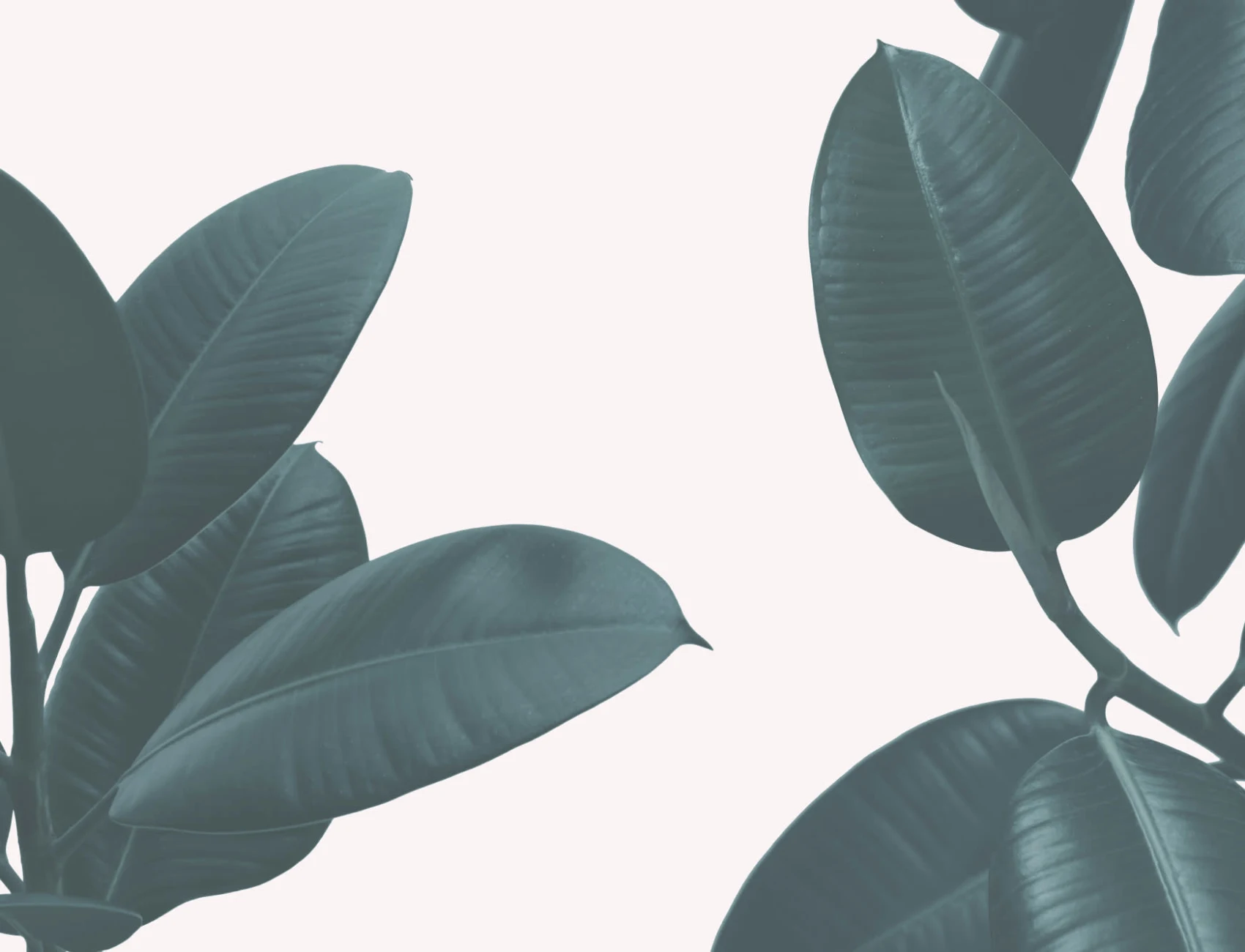 Rubber Plant Wallpaper Mural