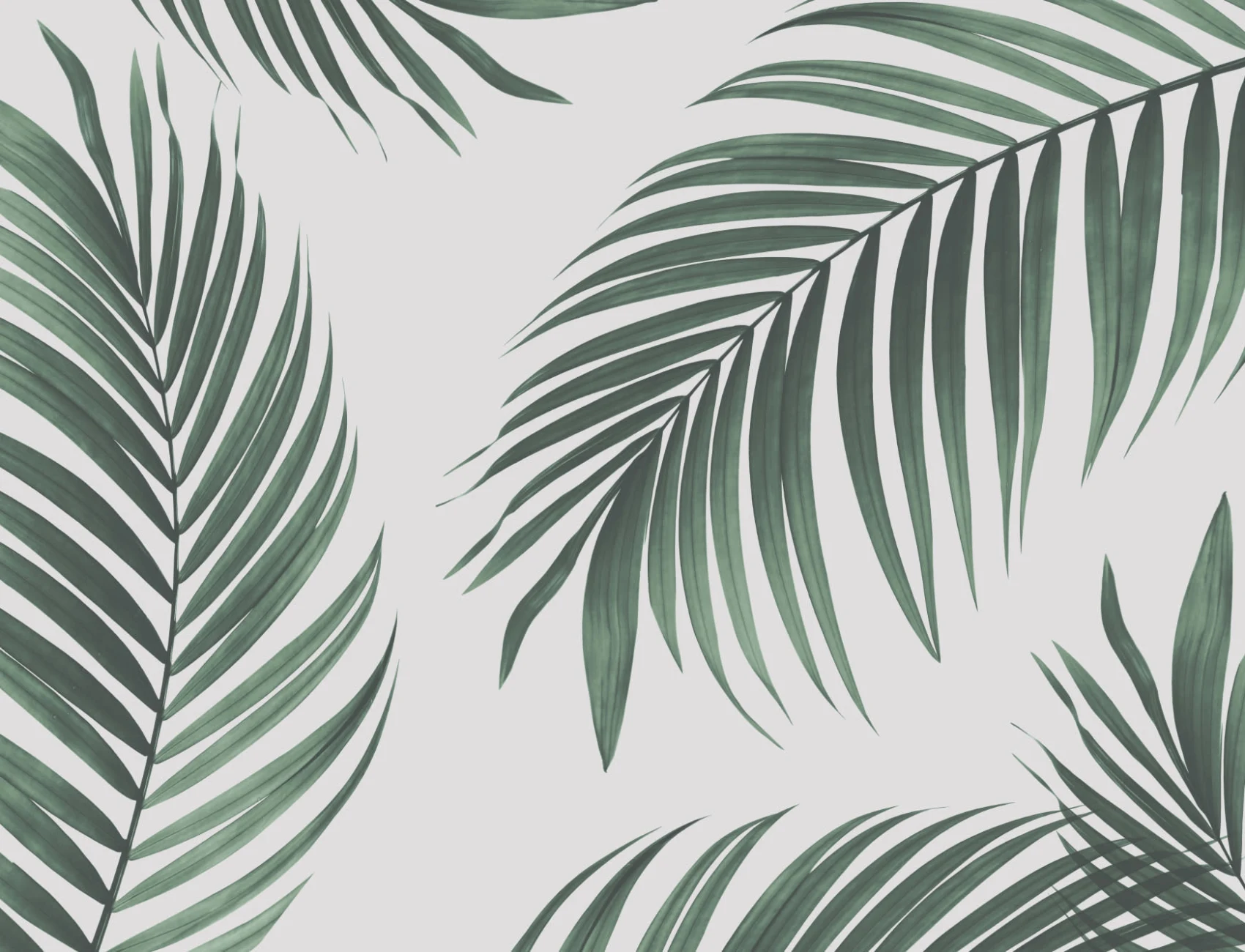 Mural de papel de parede de palmeiras tropicais