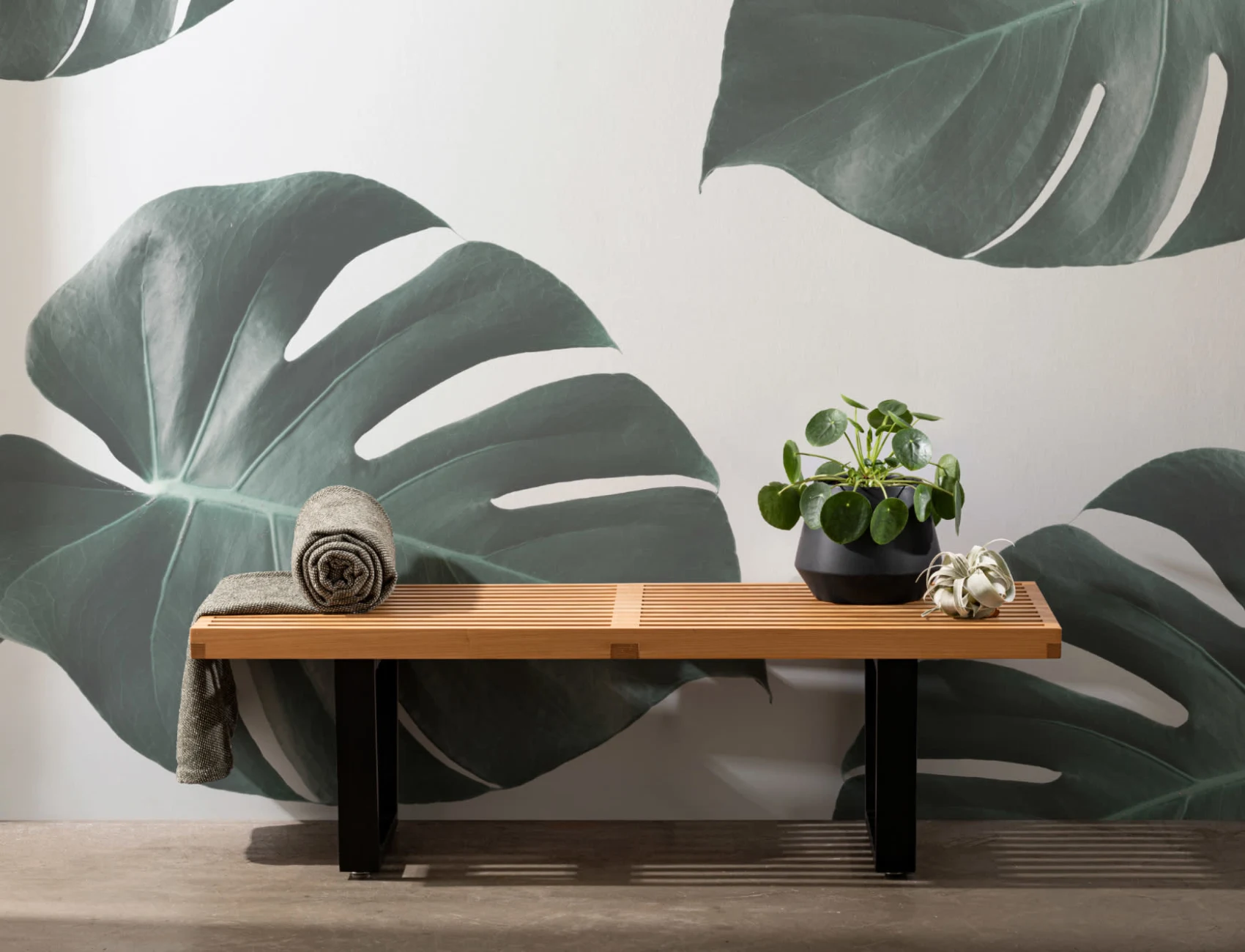 Fototapeta Monstera