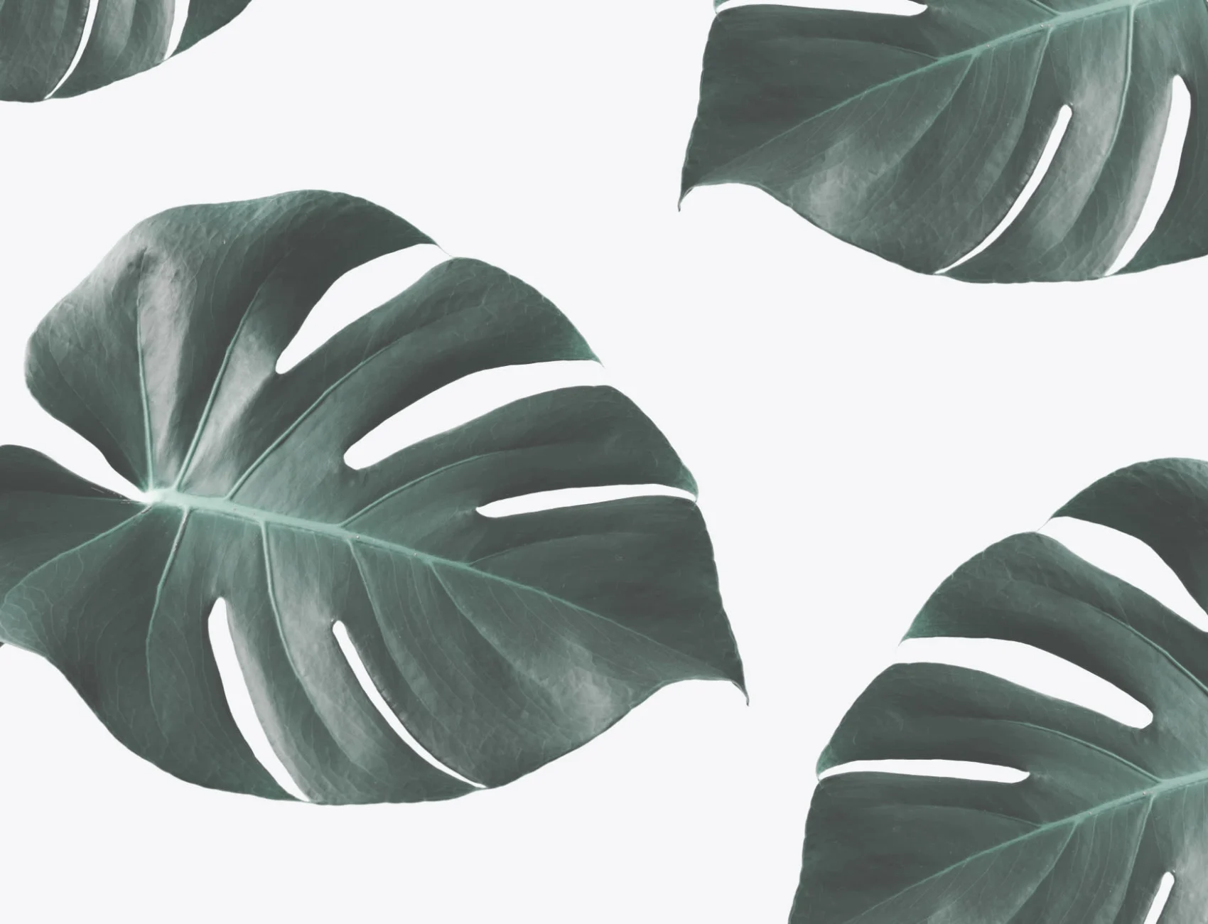Fototapeta Monstera