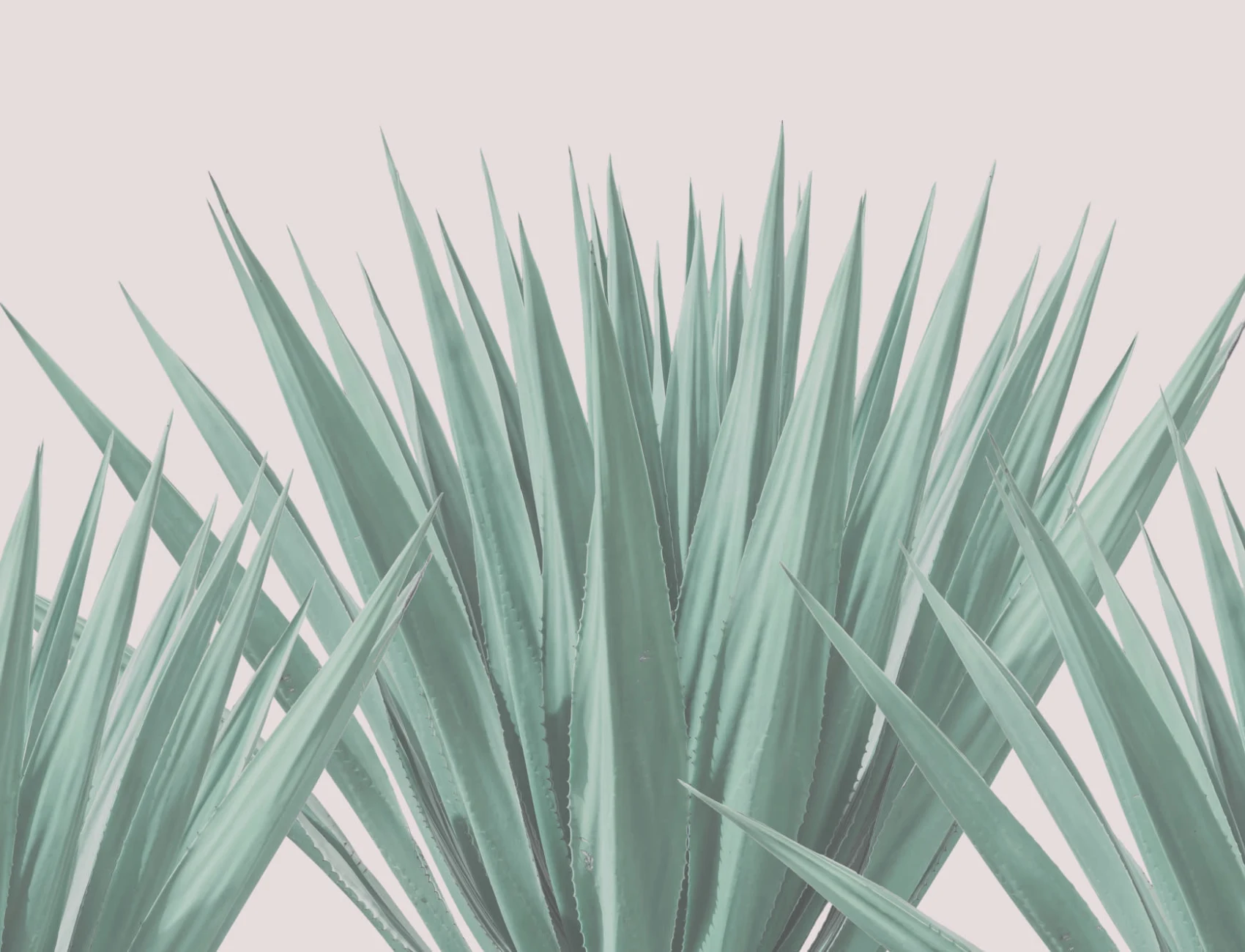 Agave Plant Wallpaper Mural