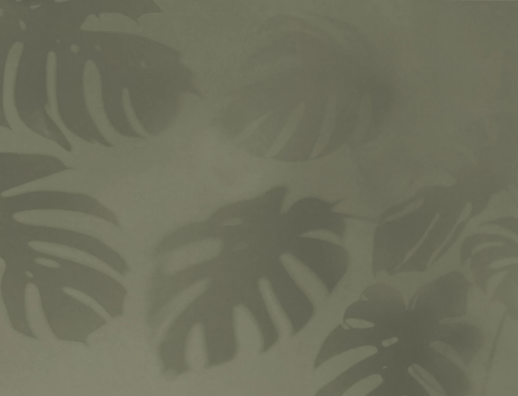 Carta da parati con foglie di Monstera verde