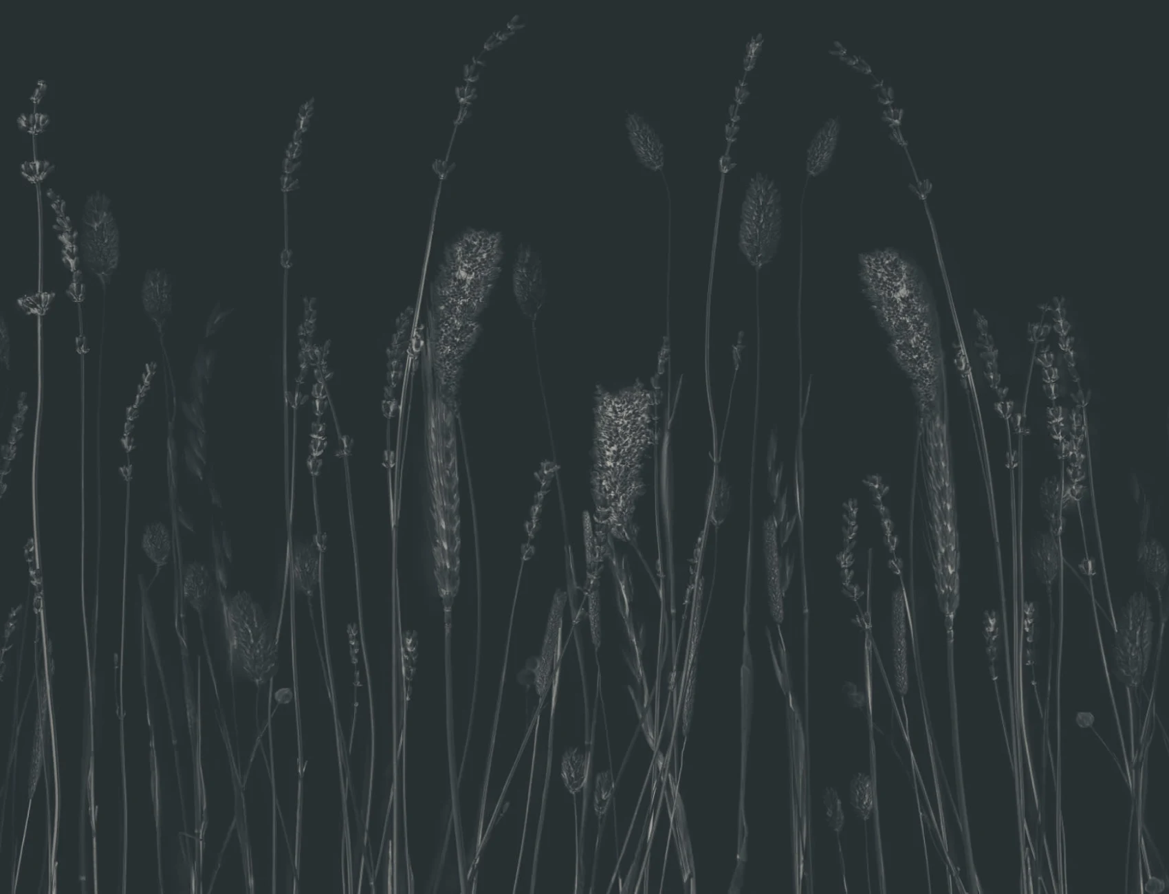 Marinblå torkade blommor fototapet