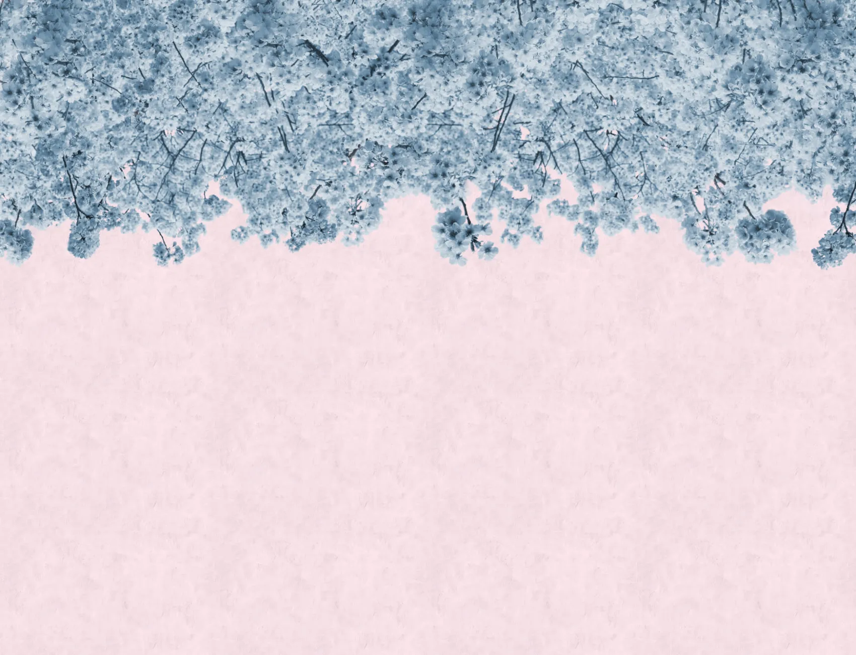 Carta da Parati con Fiori di Ciliegio Sakura Azzurri
