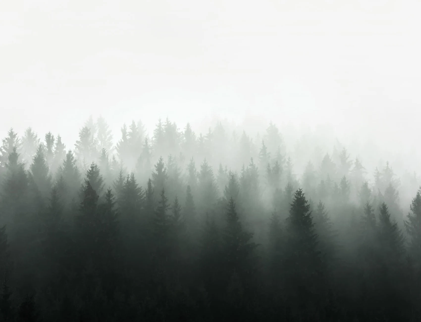 Deep Green Ombre Forest Wallpaper Mural