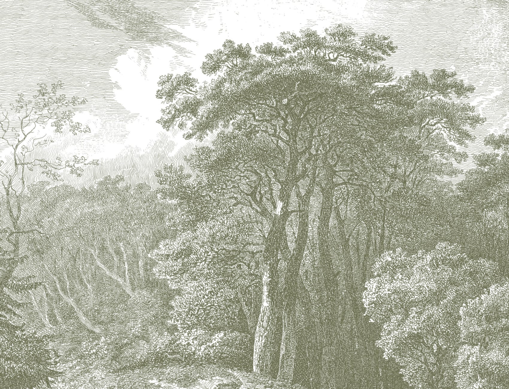 Verde copac pădure gravură Wallpaper Mural