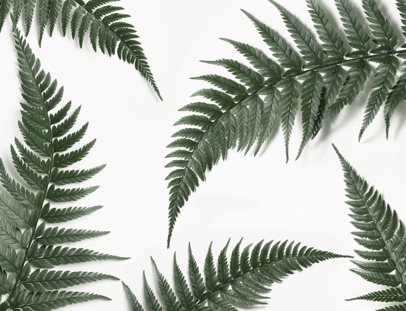 Photographic Real Fern Plant Modern Wallpaper Mural