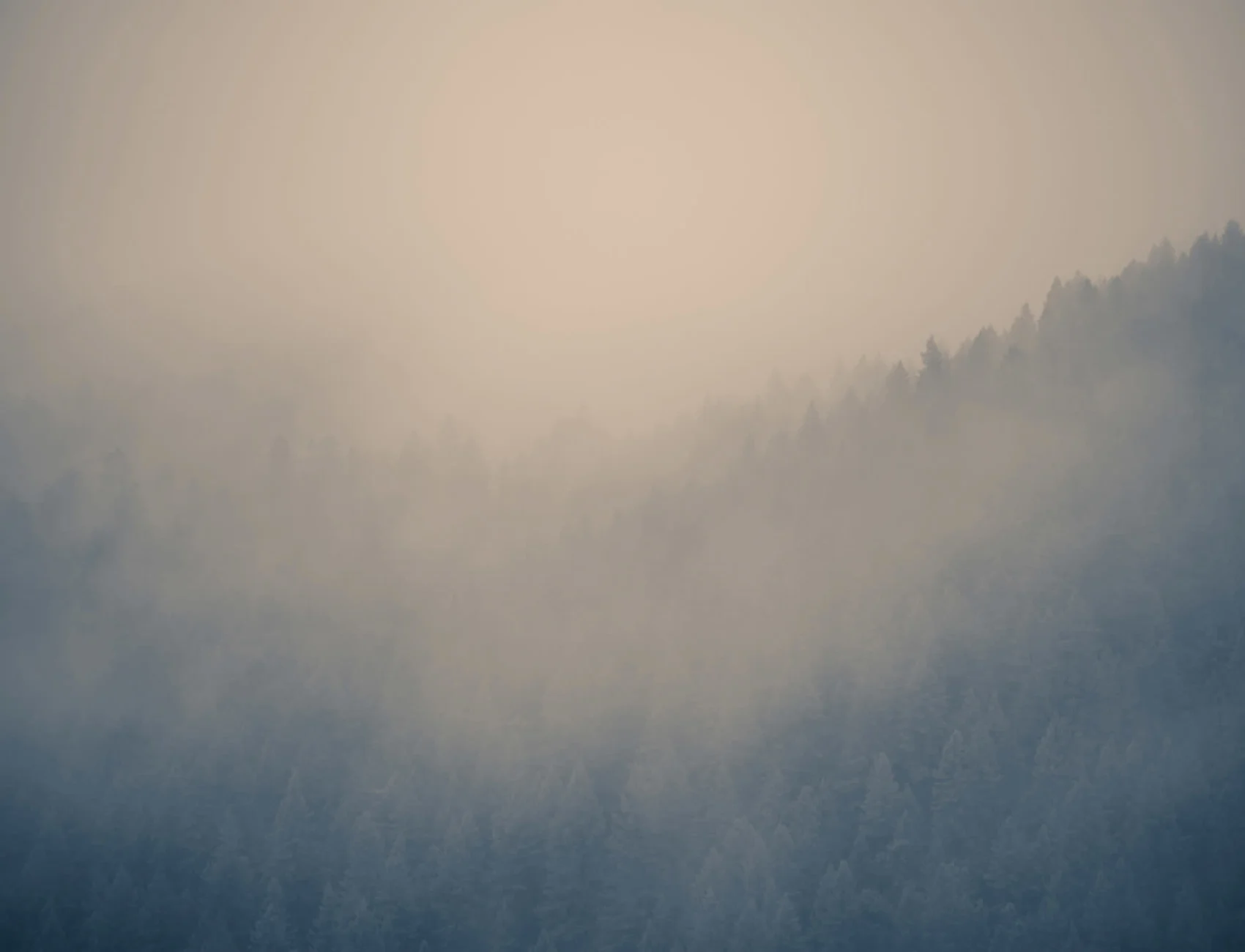 Pilvinen metsä kuvatapetti