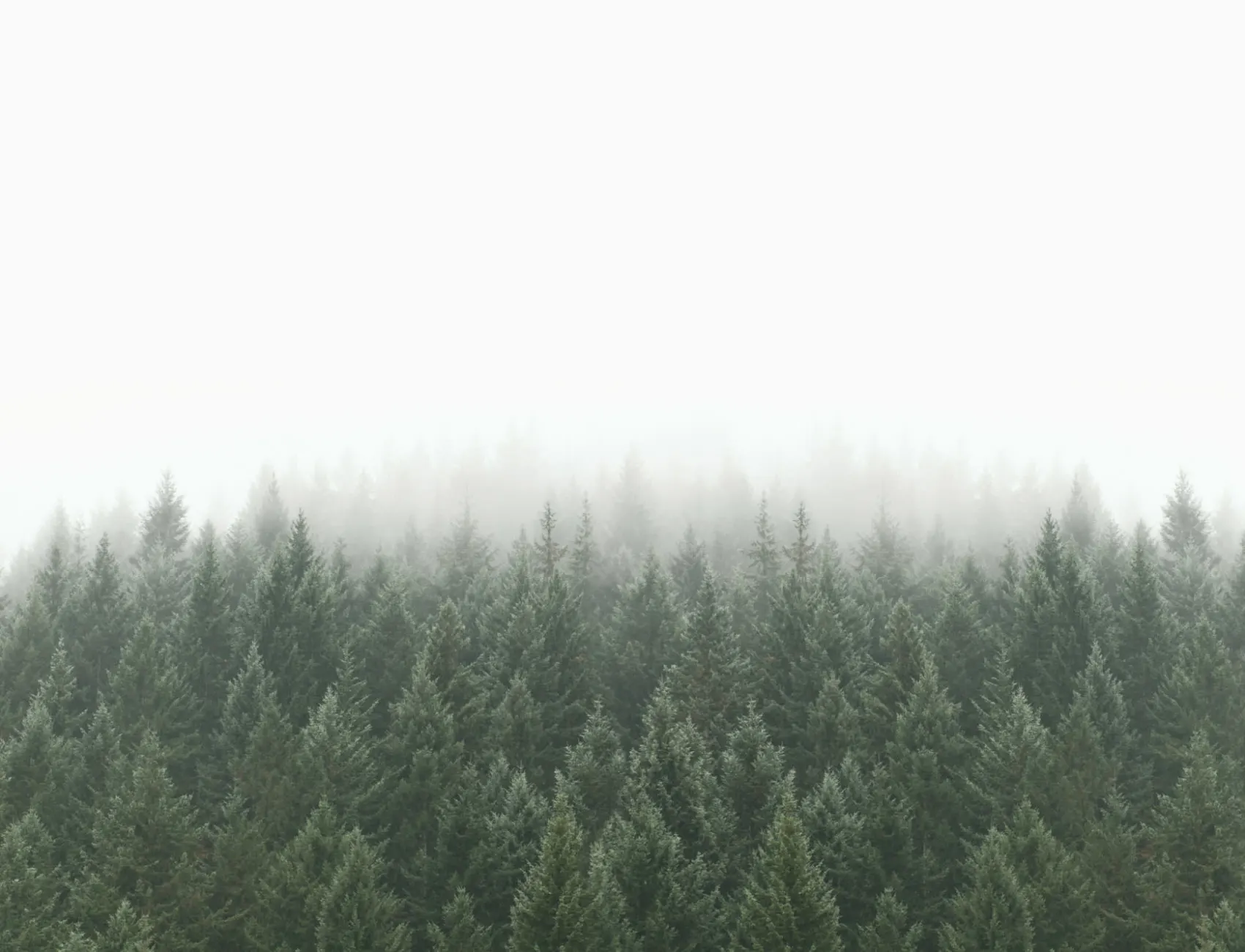 Krispiga tallar Skog Fototapet