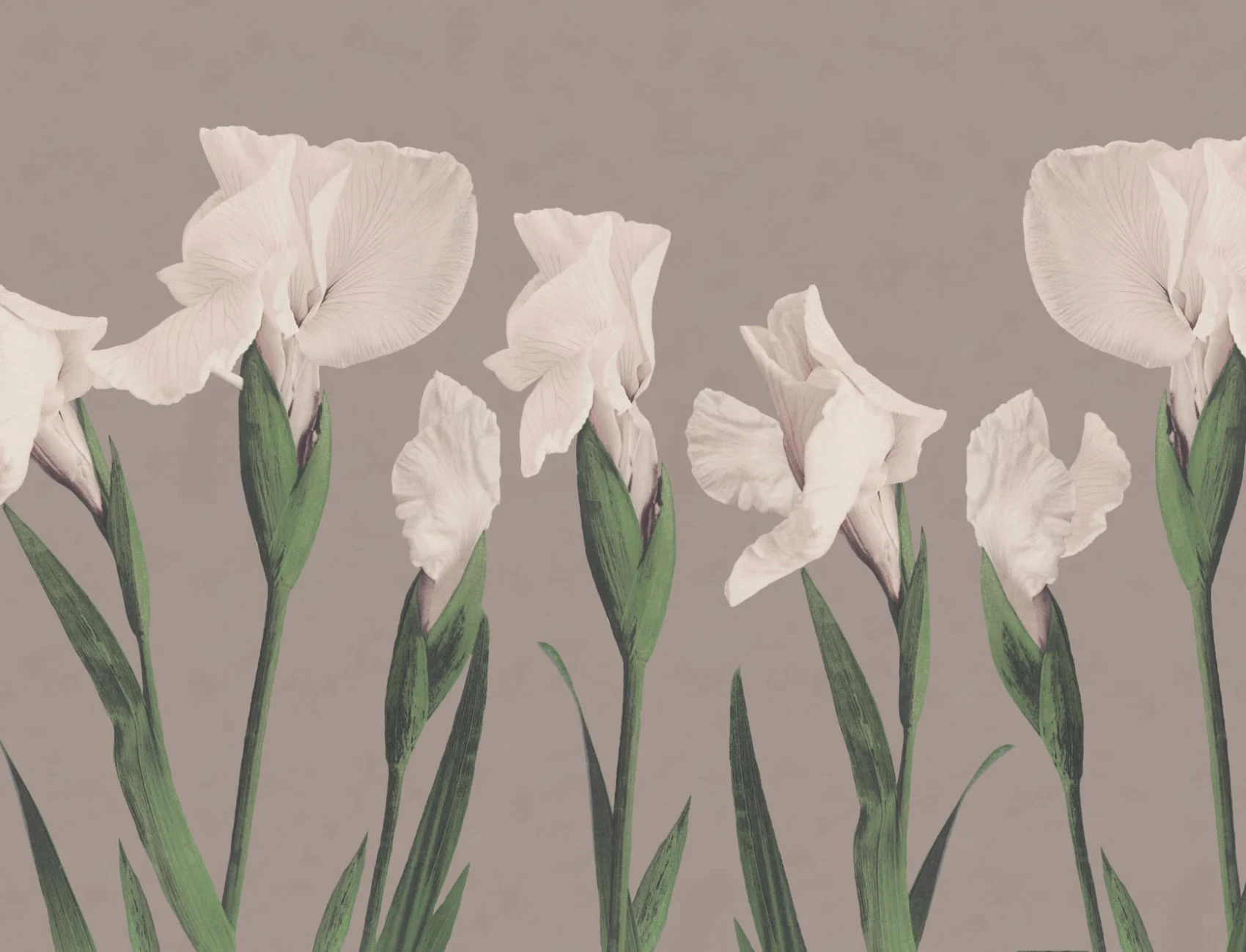 Vintage Japanese Large Flower Wallpaper Mural