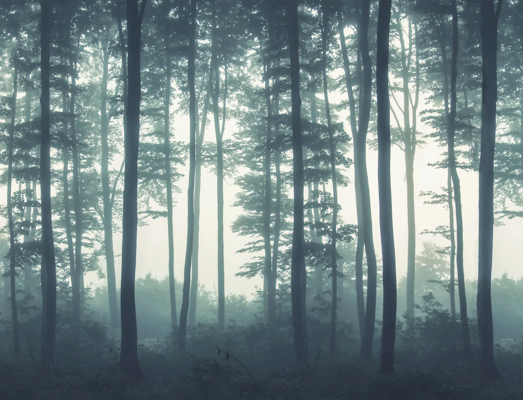 Sea of Trees Forest Wallpaper Mural
