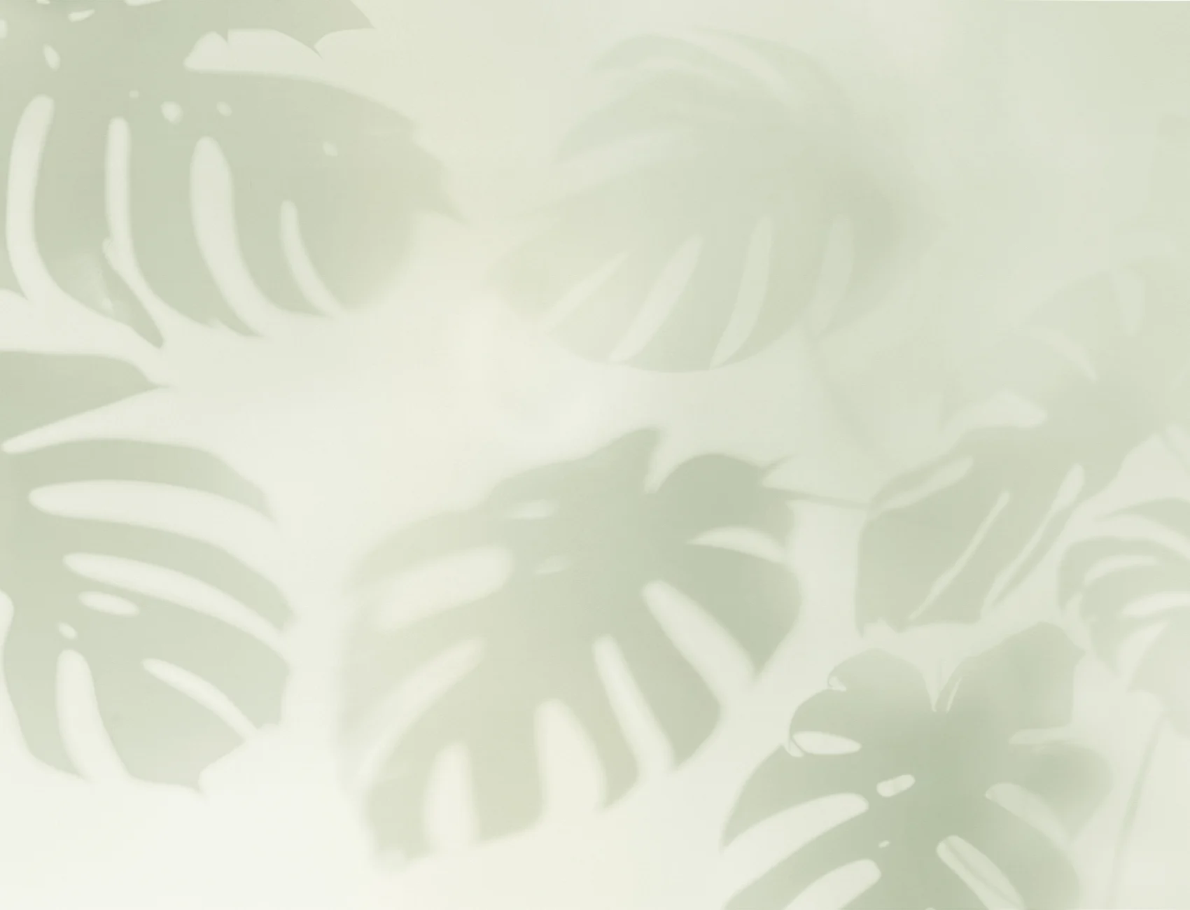 Sage Green Monstera Leaf Shadow Mural