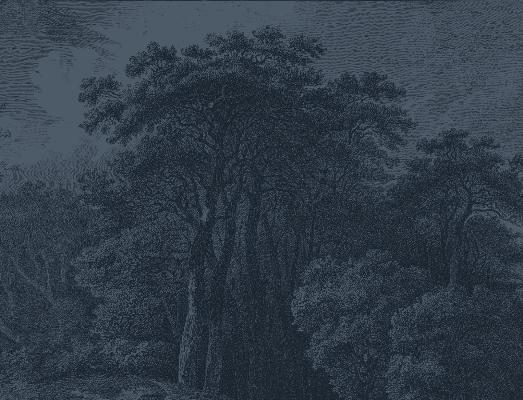 Vintage Forest Etching Wall Mural in Deep Navy Blue