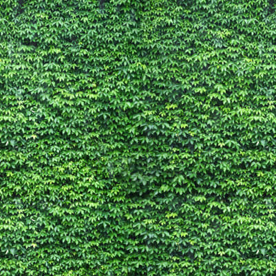 Ivy pattern image