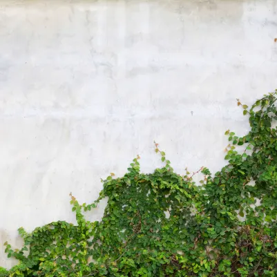 Hedera pattern image