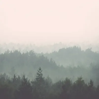 Heartwood pattern image