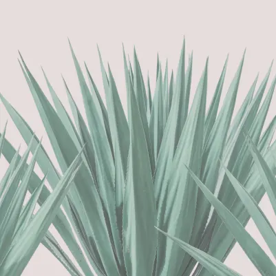 Agave pattern image