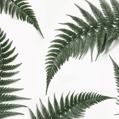 Fernery pattern image