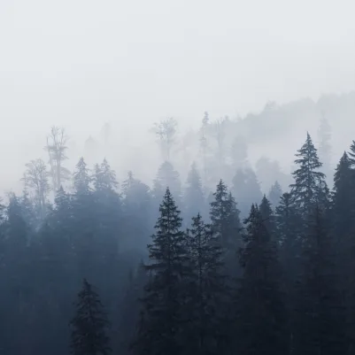 Silkwood pattern image